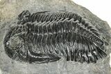Detailed Hollardops Trilobite Fossil - Ofaten, Morocco #327541-2